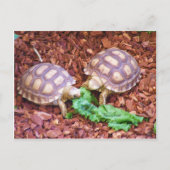 Sulcata Tortoise Hatchlings Postkarte (Vorderseite)