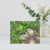 Sulcata Tortoise isst Klee und Plantain Postkarte (Stehend Vorderseite)
