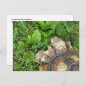 Sulcata Tortoise isst Klee und Plantain Postkarte (Vorne/Hinten)