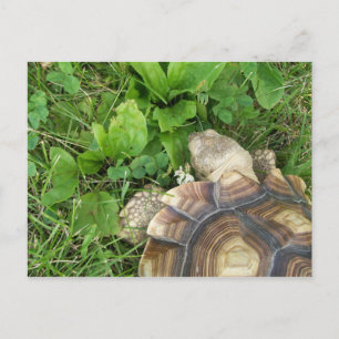 Sulcata Tortoise isst Klee und Plantain Postkarte