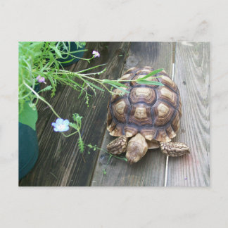 Sulcata Tortoise Lounges on Balcony Eating Blume Postkarte