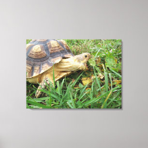 Sulcata Tortoise, Mouth Open, Gras Weiden Leinwanddruck