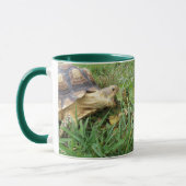 Sulcata Tortoise, Mouth Open, Gras Weiden Tasse (Links)