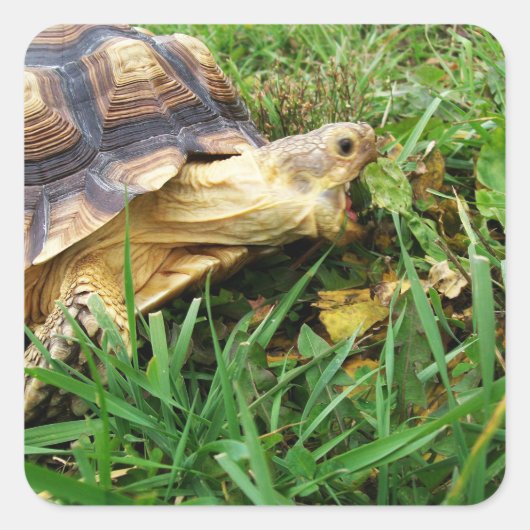 Sulcata Tortoise, Mund offene Weide im Gras Quadratischer Aufkleber (Vorderseite)
