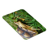 Sulcata Tortoise MundOpen Bissen aus Gras Magnet (Rechte Seite)