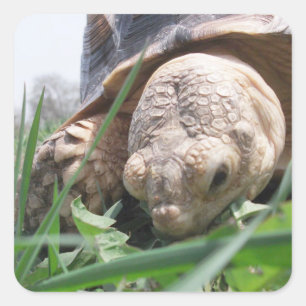 Sulcata Tortoise Nah-up Grazing auf dem Grass Squa Quadratischer Aufkleber
