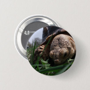 Sulcata Tortoise Nah-up Grazing im Gras Button
