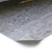 Sulcata Tortoise Poster (Ecke)