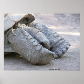 Sulcata Tortoise Poster (Vorne)