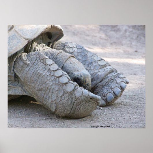 Sulcata Tortoise Poster (Vorne)