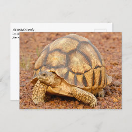 Sulcata Tortoise Postkarte