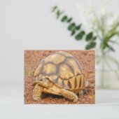 Sulcata Tortoise Postkarte (Stehend Vorderseite)