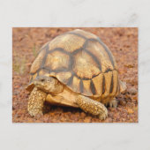 Sulcata Tortoise Postkarte (Vorderseite)