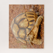Sulcata Tortoise Puzzle (Vertikal)