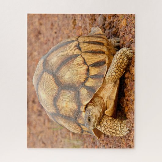 Sulcata Tortoise Puzzle (Vertikal)