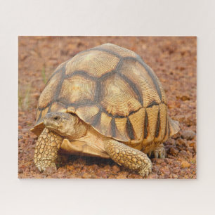 Sulcata Tortoise Puzzle