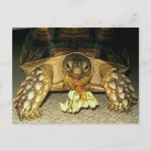 Sulcata Tortoise, Squash Seeds, die aus dem Mund Postkarte