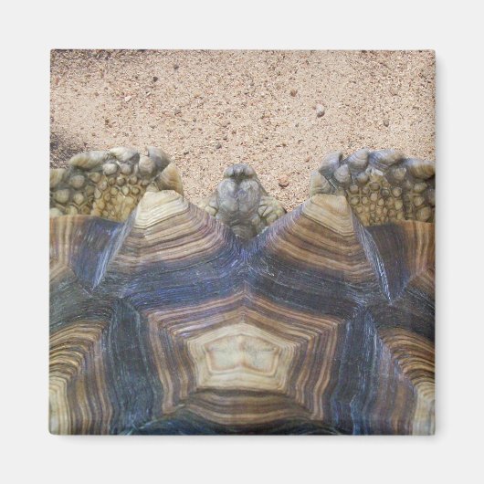 Sulcata Tortoise und Sand Magnet (Vorne)