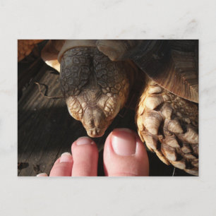 Sulcata Tortoise Watching People Toes Postkarte