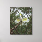 Sulfatzellbird Australien Leinwanddruck (Vorderseite)