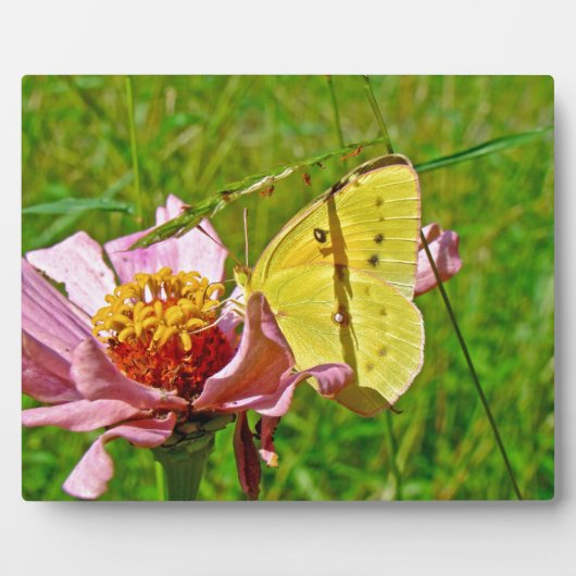 Sulfur Butterfly Fotoplatte (Vorderseite)