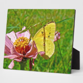 Sulfur Butterfly Fotoplatte (Seite)