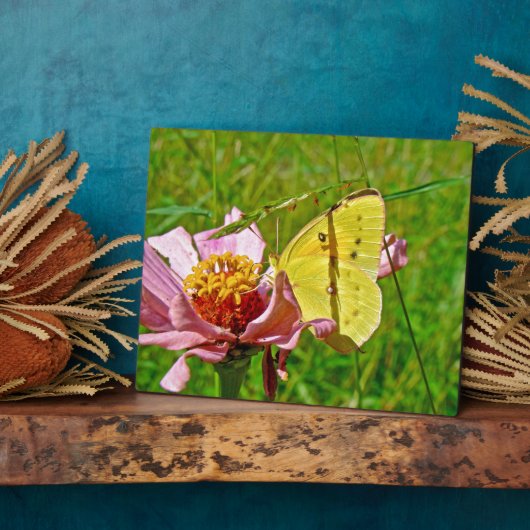 Sulfur Butterfly Fotoplatte (Seite)