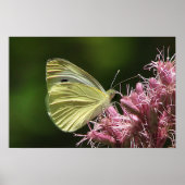 Sulfur Butterfly Poster (Vorne)