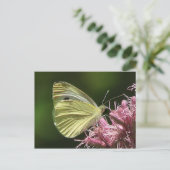 Sulfur Butterfly Postkarte (Stehend Vorderseite)