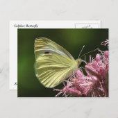 Sulfur Butterfly Postkarte (Vorne/Hinten)