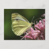 Sulfur Butterfly Postkarte (Vorderseite)