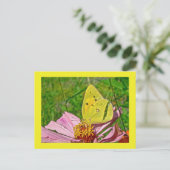Sulfur Butterfly Postkarte (Stehend Vorderseite)