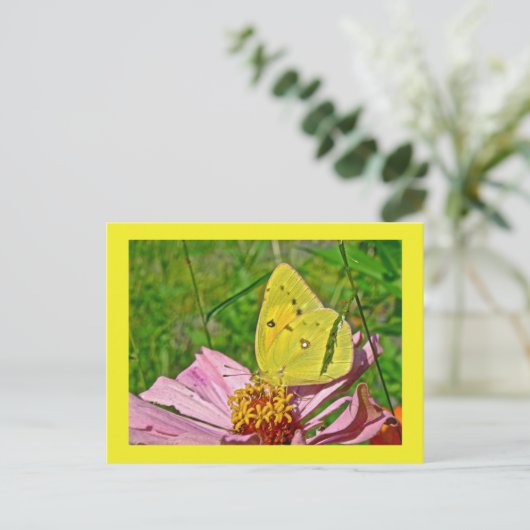 Sulfur Butterfly Postkarte (Stehend Vorderseite)