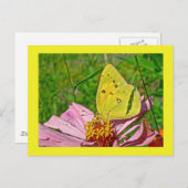 Sulfur Butterfly Postkarte (Vorne/Hinten)