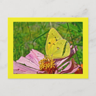 Sulfur Butterfly Postkarte
