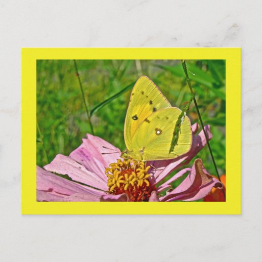 Sulfur Butterfly Postkarte (Vorderseite)