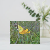 Sulfur Butterfly Postkarte (Stehend Vorderseite)