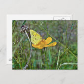 Sulfur Butterfly Postkarte (Vorne/Hinten)