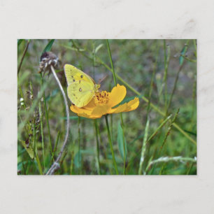 Sulfur Butterfly Postkarte