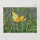 Sulfur Butterfly Postkarte (Vorderseite)