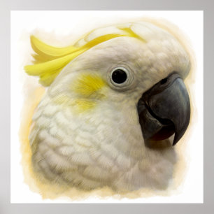 Sulfur Crested Cockatoo realistische Malerei Poster