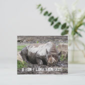 Sulking Rhino Postcard Postkarte (Stehend Vorderseite)