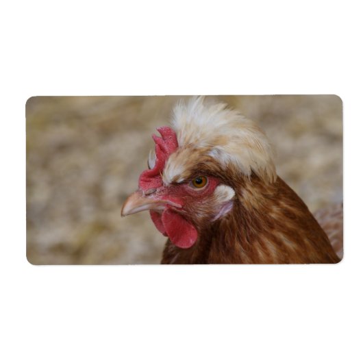 Sulmtaler Hen (Vorne)