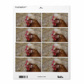 Sulmtaler Hen (Vorne)
