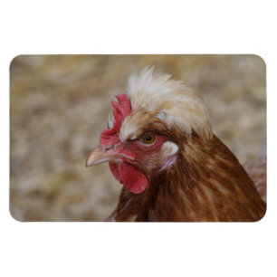 Sulmtaler Hen Magnet