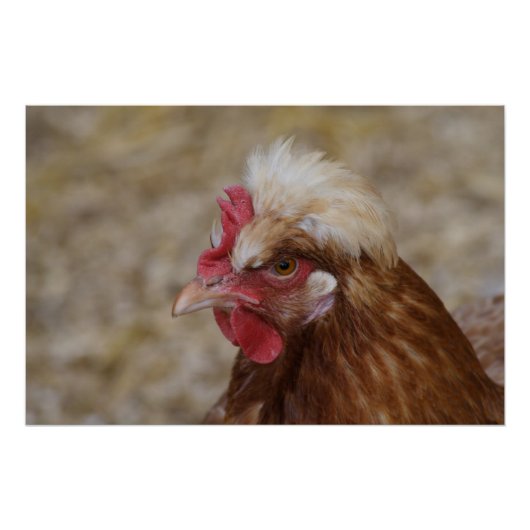 Sulmtaler Hen Poster (Vorderseite)