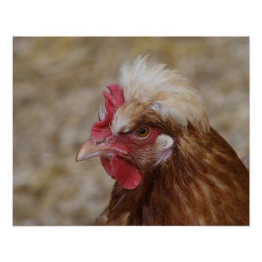 Sulmtaler Hen Poster (Vorderseite)