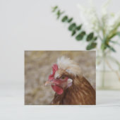 Sulmtaler Hen Postkarte (Stehend Vorderseite)