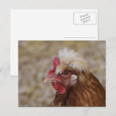 Sulmtaler Hen Postkarte (Vorne/Hinten)