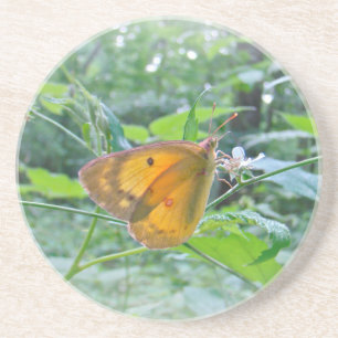 Sulpher Butterfly Sandstein Untersetzer
